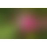 Gvibe Gplug - Маленькая дизайнерская анальная пробка с вибрацией, 8х2.8 см (розовый)