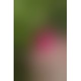 Gvibe Gplug - Большая дизайнерская анальная пробка с вибрацией, 10.5х3.9 см (розовый)
