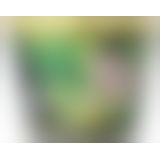 Масажна свічка - Shunga Massage Candle Green Tea, 170 мл