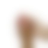 Фалоімітатор з мошонкою - 8'' Dual - layered Silicone Dildo