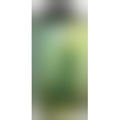 Beasty Cocks Lizard Peak