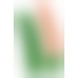 Огірок - Cucumber