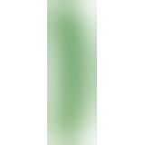 Огірок - Cucumber