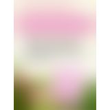 Возбуждающий гель для женщин Viamax Sensitive gel 2 мл.
