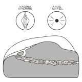 Мастурбатор - Streetgirl's #1 Flesh