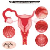 Мастурбатор Kokos 004 Vailla ONAHOLE Real Vagina